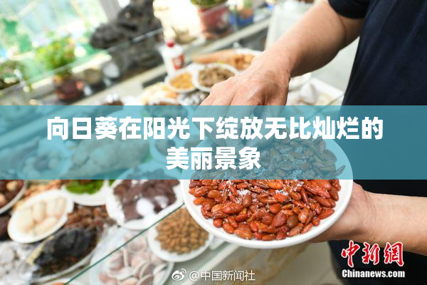 向日葵在阳光下绽放无比灿烂的美丽景象