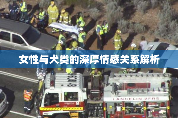 女性与犬类的深厚情感关系解析