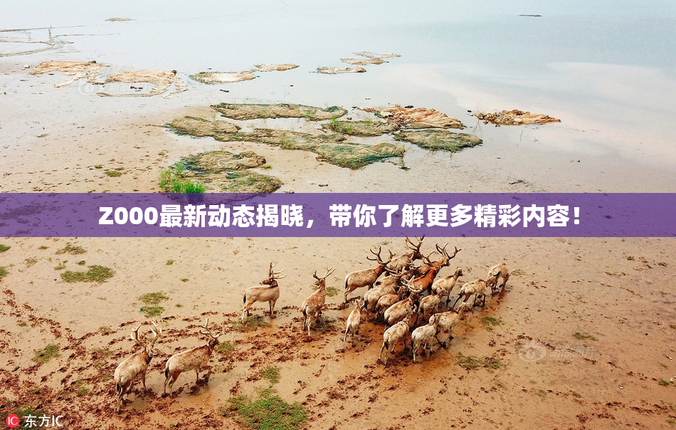 Z000最新动态揭晓，带你了解更多精彩内容！