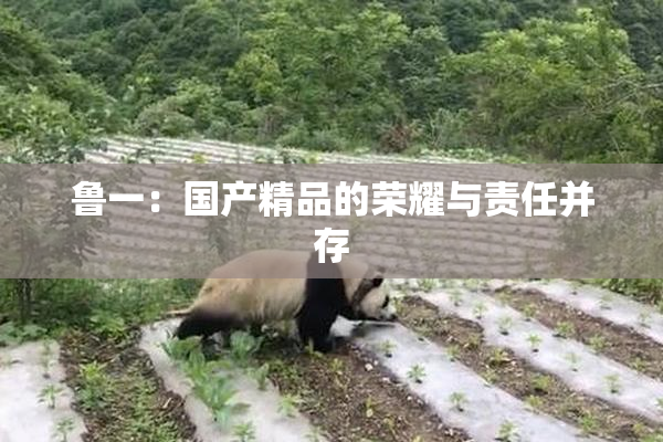 鲁一：国产精品的荣耀与责任并存