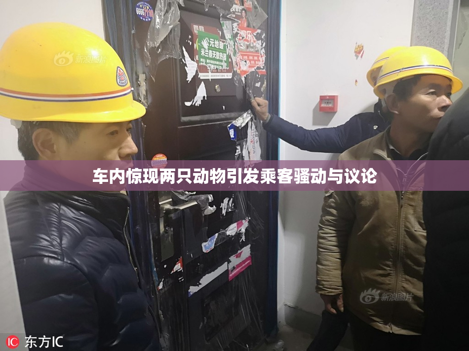 车内惊现两只动物引发乘客骚动与议论