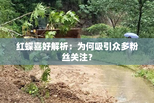 红蝶喜好解析：为何吸引众多粉丝关注？
