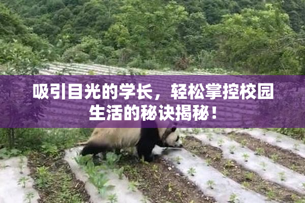 吸引目光的学长，轻松掌控校园生活的秘诀揭秘！