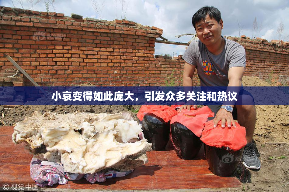 小哀变得如此庞大，引发众多关注和热议