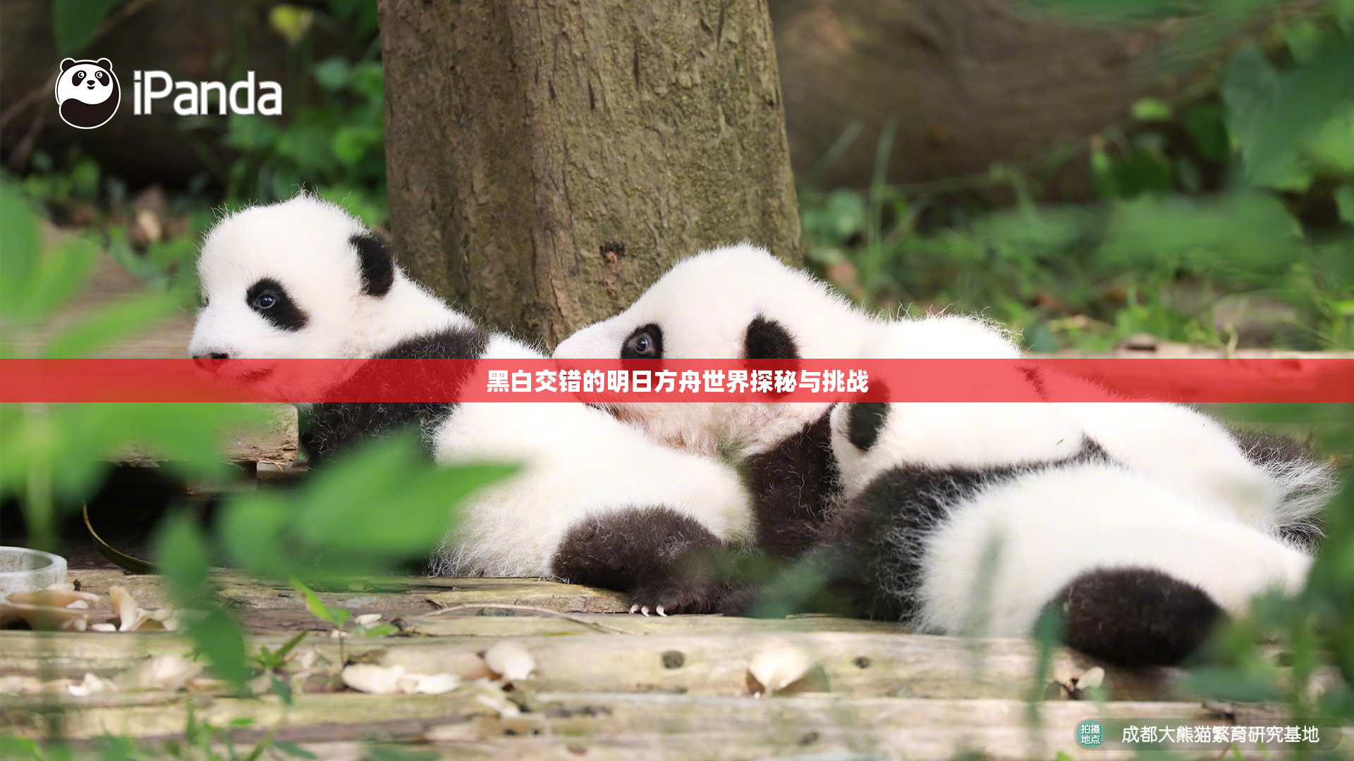 黑白交错的明日方舟世界探秘与挑战