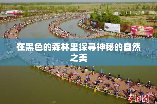 在黑色的森林里探寻神秘的自然之美