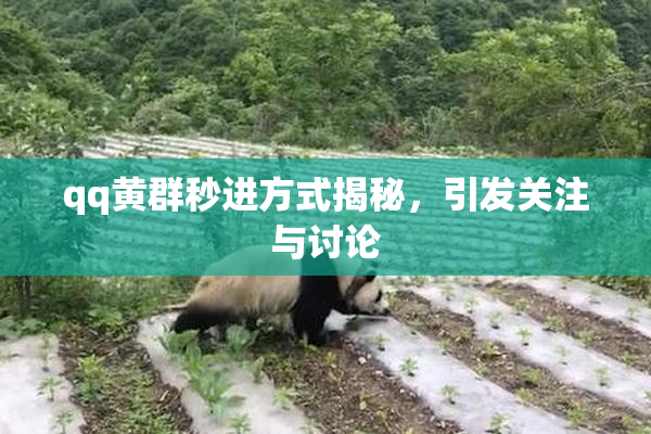 qq黄群秒进方式揭秘，引发关注与讨论