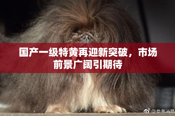 国产一级特黄再迎新突破，市场前景广阔引期待