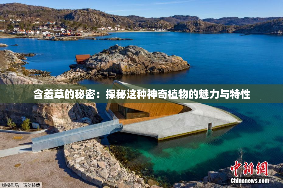 含羞草的秘密：探秘这种神奇植物的魅力与特性