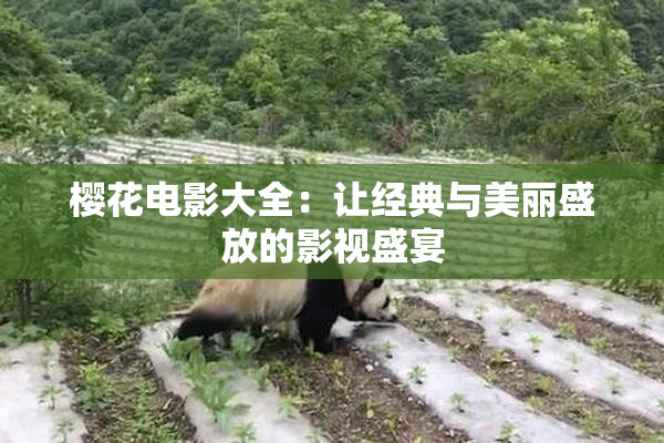 樱花电影大全：让经典与美丽盛放的影视盛宴