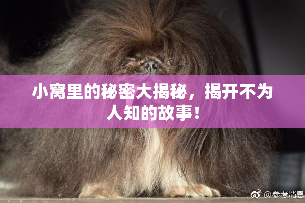 小窝里的秘密大揭秘，揭开不为人知的故事！
