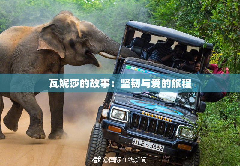 瓦妮莎的故事：坚韧与爱的旅程