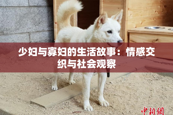 少妇与寡妇的生活故事：情感交织与社会观察