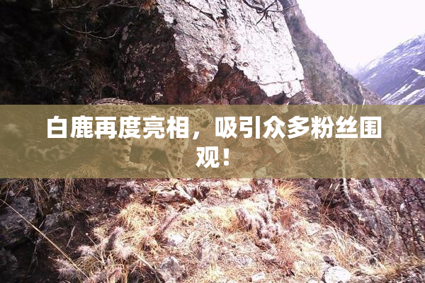 白鹿再度亮相，吸引众多粉丝围观！