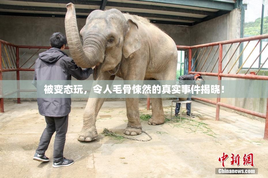 被变态玩，令人毛骨悚然的真实事件揭晓！