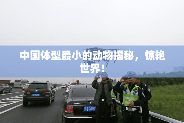 中国体型最小的动物揭秘，惊艳世界！