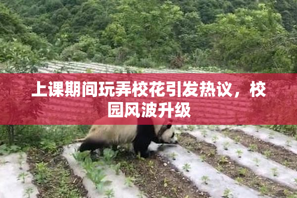 上课期间玩弄校花引发热议，校园风波升级
