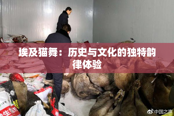埃及猫舞：历史与文化的独特韵律体验