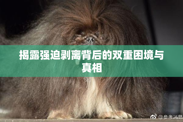 揭露强迫剥离背后的双重困境与真相