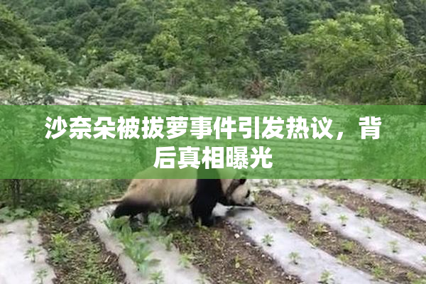 沙奈朵被拔萝事件引发热议，背后真相曝光