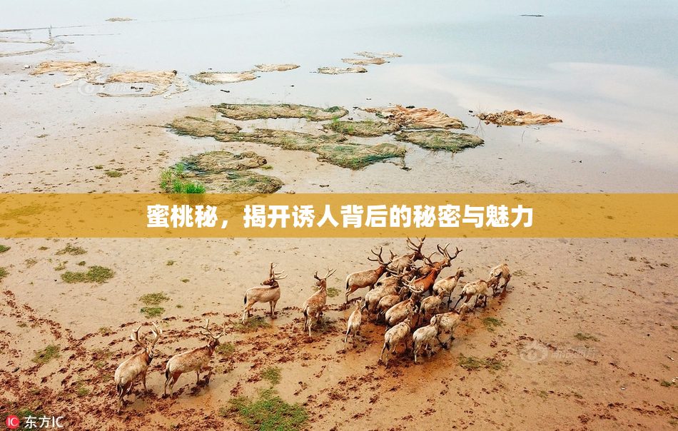 蜜桃秘，揭开诱人背后的秘密与魅力
