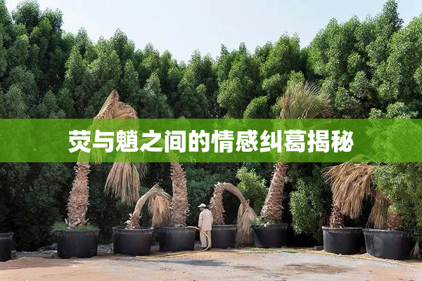 荧与魈之间的情感纠葛揭秘