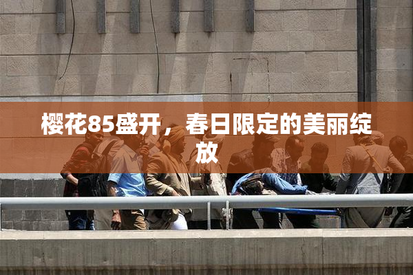 樱花85盛开，春日限定的美丽绽放