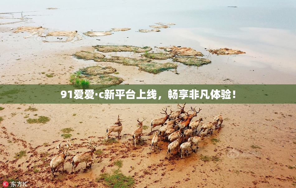 91爱爱·c新平台上线，畅享非凡体验！