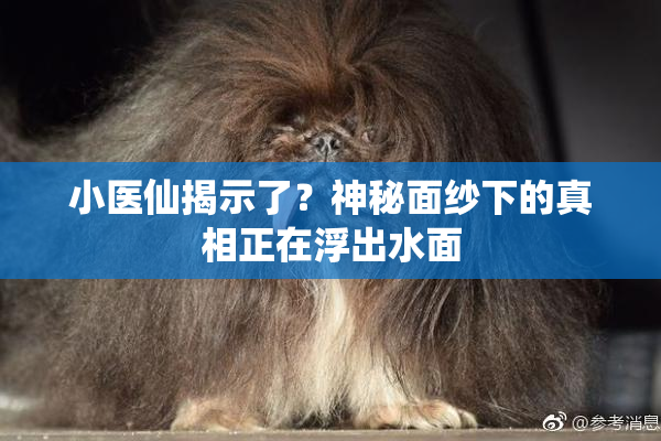 小医仙揭示了？神秘面纱下的真相正在浮出水面