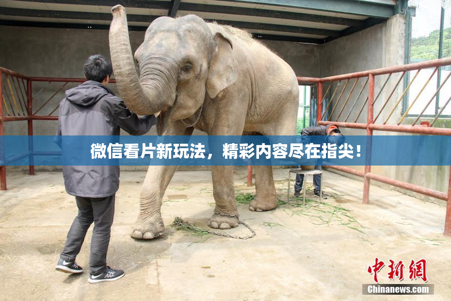 微信看片新玩法，精彩内容尽在指尖！