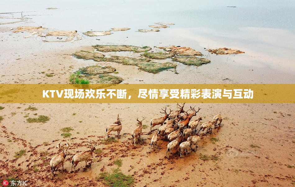 KTV现场欢乐不断，尽情享受精彩表演与互动