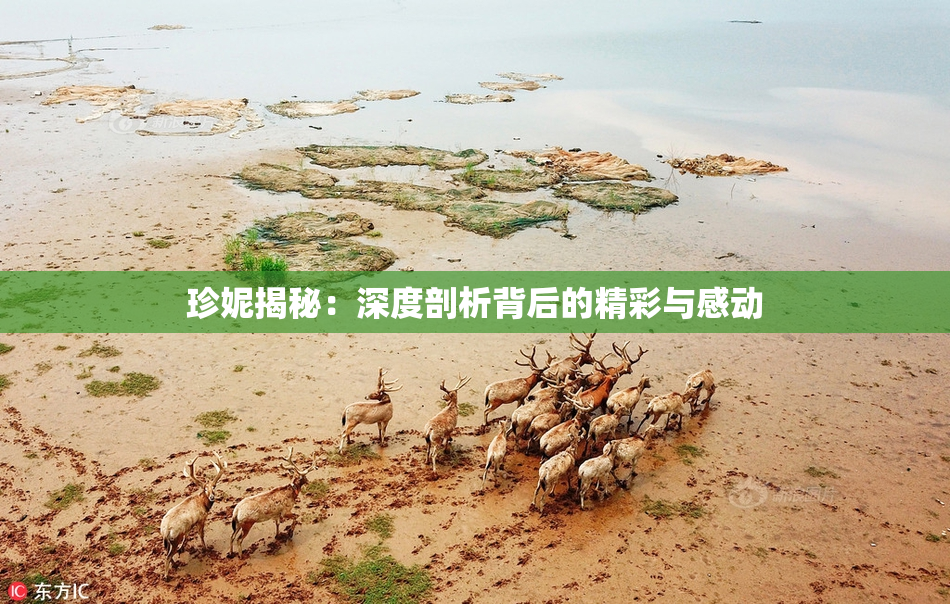 珍妮揭秘：深度剖析背后的精彩与感动