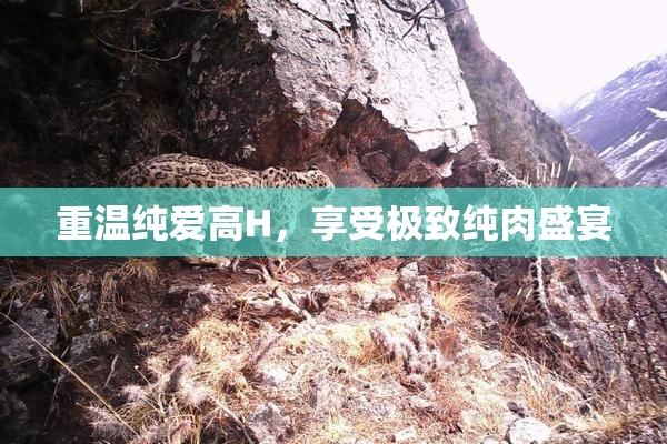 重温纯爱高H，享受极致纯肉盛宴