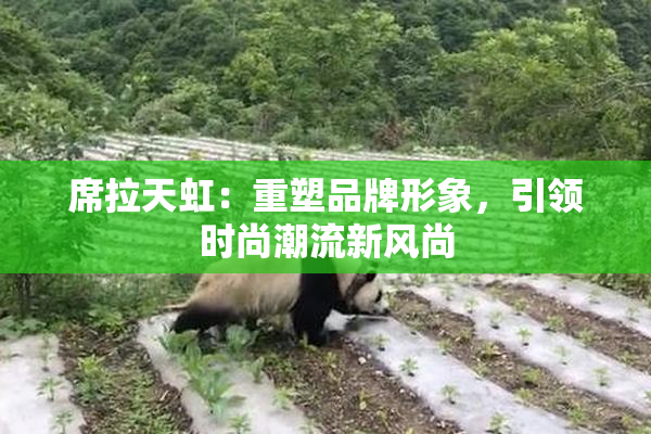 席拉天虹：重塑品牌形象，引领时尚潮流新风尚