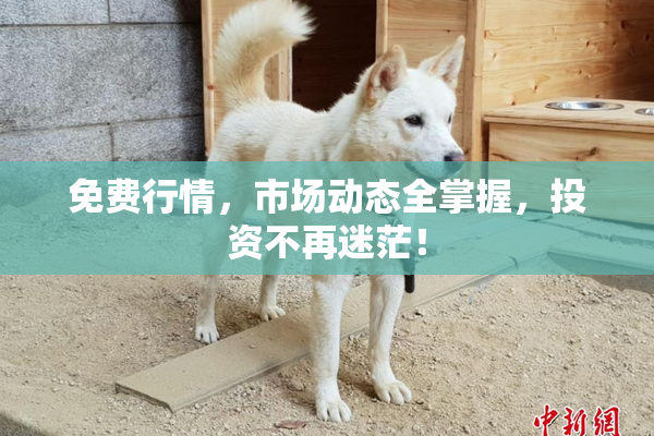 免费行情，市场动态全掌握，投资不再迷茫！