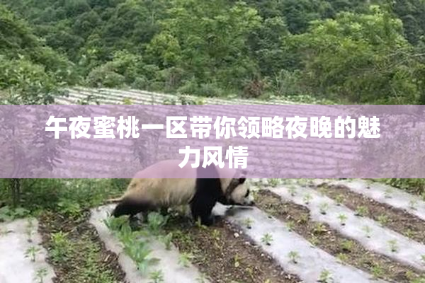 午夜蜜桃一区带你领略夜晚的魅力风情