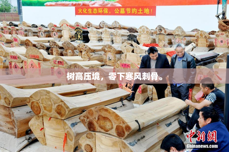 树高压境，零下寒风刺骨。