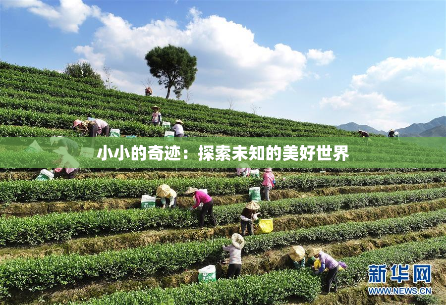 小小的奇迹：探索未知的美好世界