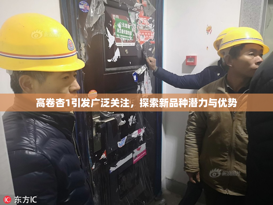高卷杏1引发广泛关注，探索新品种潜力与优势