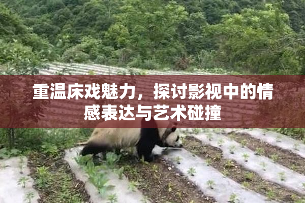 重温床戏魅力，探讨影视中的情感表达与艺术碰撞