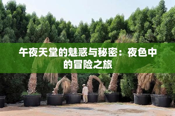 午夜天堂的魅惑与秘密：夜色中的冒险之旅