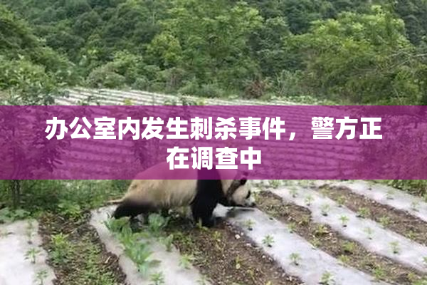 办公室内发生刺杀事件，警方正在调查中