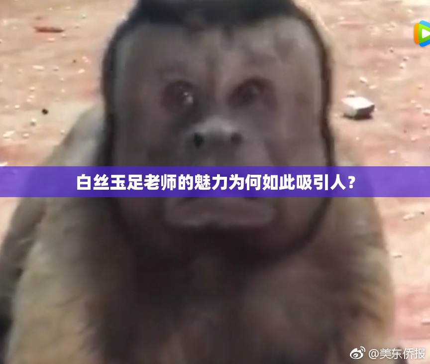 白丝玉足老师的魅力为何如此吸引人？