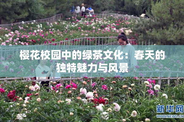 樱花校园中的绿茶文化：春天的独特魅力与风景
