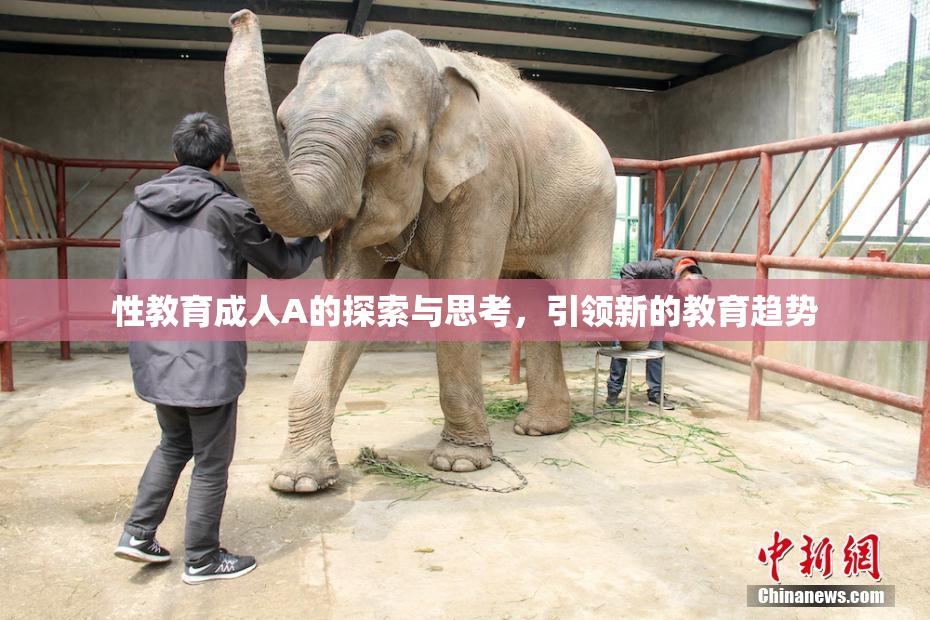 性教育成人A的探索与思考，引领新的教育趋势