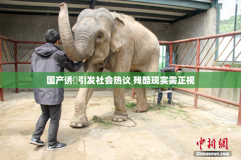 国产诱奷引发社会热议 残酷现实需正视