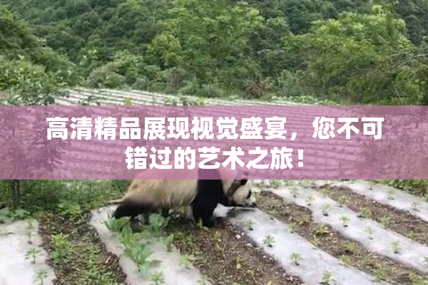 高清精品展现视觉盛宴，您不可错过的艺术之旅！