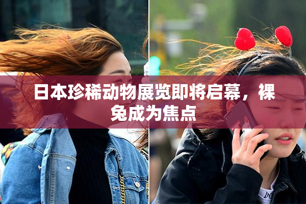 日本珍稀动物展览即将启幕，裸兔成为焦点