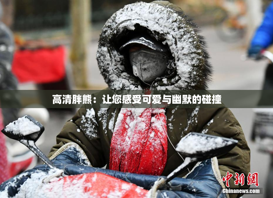 高清胖熊：让您感受可爱与幽默的碰撞