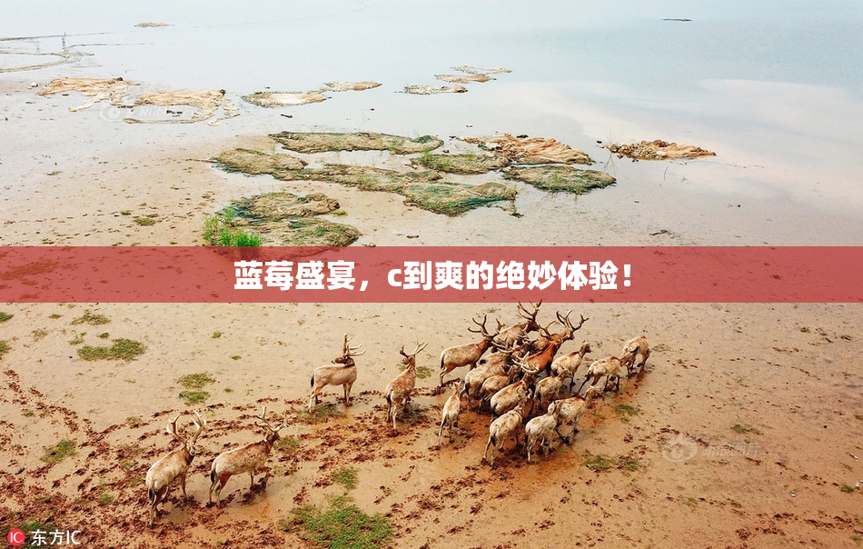 蓝莓盛宴，c到爽的绝妙体验！